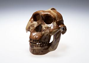 秋田市の歯医者完全ガイド2026|信頼できる治療と最新の医療技術